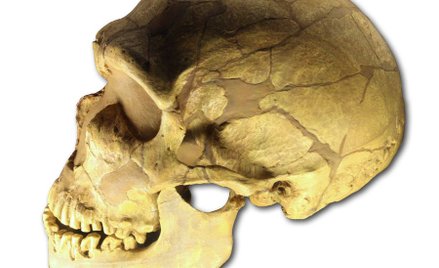 Czaszka neandertalczyka z La Ferrassie we Francji