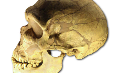 Czaszka neandertalczyka z La Ferrassie we Francji