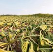 Zmiany klimatu to już nie tylko problem branży rolno- -spożywczej. Wytyczne KE na temat raportowania