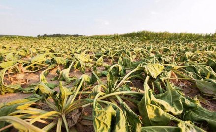 Zmiany klimatu to już nie tylko problem branży rolno- -spożywczej. Wytyczne KE na temat raportowania