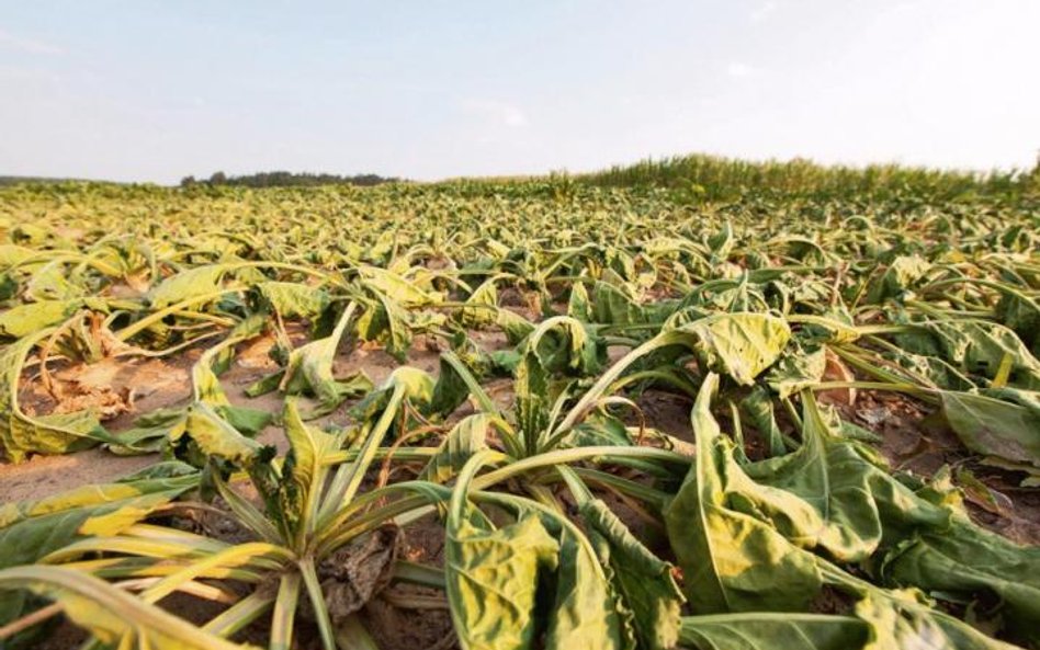 Zmiany klimatu to już nie tylko problem branży rolno- -spożywczej. Wytyczne KE na temat raportowania