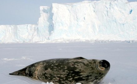 Foki Weddella mogą nurkować nawet na głębokość 600 metrów / Samuel Blanc
