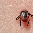 Groźny dla człowieka wirus dotarł do Wielkiej Brytanii