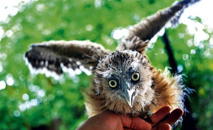 Puchacz. Tajemniczy łowca w mroku