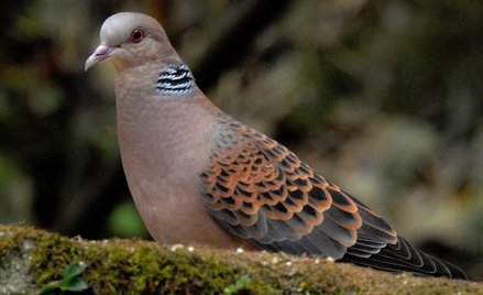 Międzynarodowa Unia Ochrony Przyrody (IUCN) od 2015 roku uznawała turkawkę za gatunek narażony, zaś 