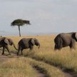 Afrykański raj dla słoni