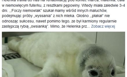 Kolejna martwa foka na polskiej plaży. Kto je zabija?