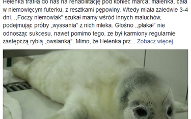 Kolejna martwa foka na polskiej plaży. Kto je zabija?