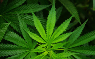 PiS nie zgodzi się na uprawę marihuany w celach medycznych