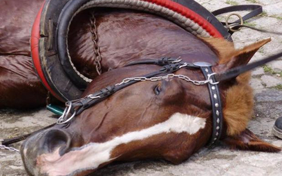 Jawor – koń, który przewrócił się 20 lipca, jest już w dobrej formie i wrócił do pracy