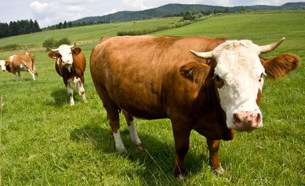 Roślinny dodatek do paszy zmniejszy emisję metanu