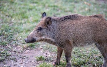 Miasto wydało decyzję odłowu z uśmierceniem i odstrzału redukcyjnego dzików