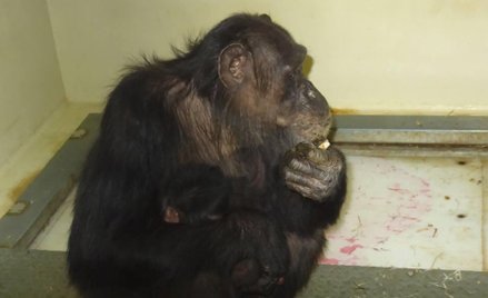 Niezwykłe urodziny w stołecznym zoo. Mamy nowego szympansa