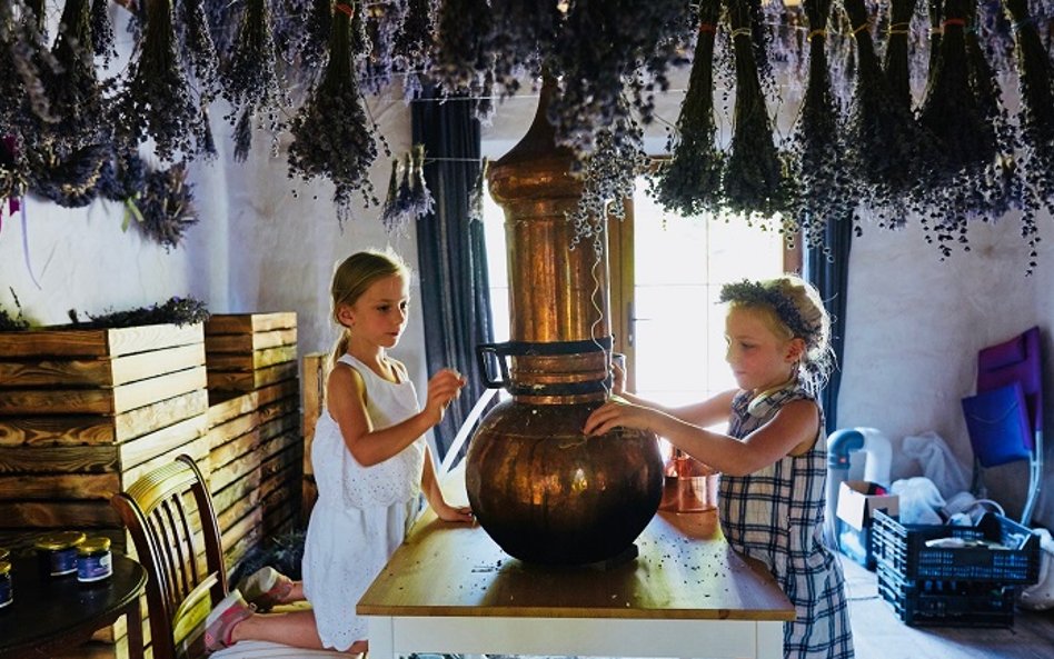 Lawendowa Osada. W lawendowych oparach można nauczyć się własnoręcznego wyrobu kremu, olejków i mydł
