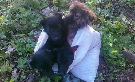 Psy zostawione w worku na pewną śmierć
