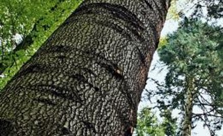 Jodła olbrzymia rośnie szybko, czasami nawet i metr rocznie