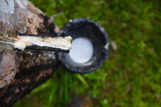 Lateks naturalny – mleczko kauczukowe pozyskiwane z drzewa kauczukowego
