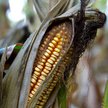 Ustawa o biopaliwach – obowiązkowy bioetanol w paliwie na Ukrainie od 2014 r.