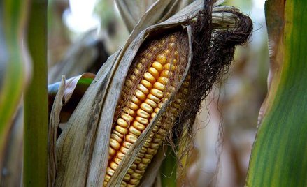 Ustawa o biopaliwach – obowiązkowy bioetanol w paliwie na Ukrainie od 2014 r.