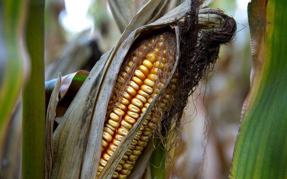 Ustawa o biopaliwach – obowiązkowy bioetanol w paliwie na Ukrainie od 2014 r.