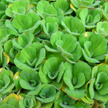 Pistia rozetkowa, jedna z nowych roślin na liście gatunków inwazyjnych Generalnej Dyrekcju Ochrony Ś