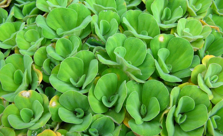Pistia rozetkowa, jedna z nowych roślin na liście gatunków inwazyjnych Generalnej Dyrekcju Ochrony Ś