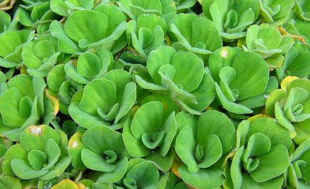Pistia rozetkowa, jedna z nowych roślin na liście gatunków inwazyjnych Generalnej Dyrekcju Ochrony Ś