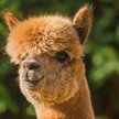 Kawa w towarzystwie alpak. Nietypowa atrakcja w pakistańskim zoo