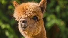 Kawa w towarzystwie alpak. Nietypowa atrakcja w pakistańskim zoo