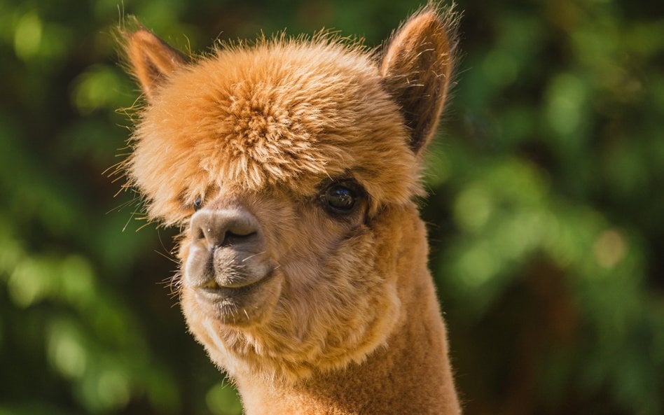 Kawa w towarzystwie alpak. Nietypowa atrakcja w pakistańskim zoo