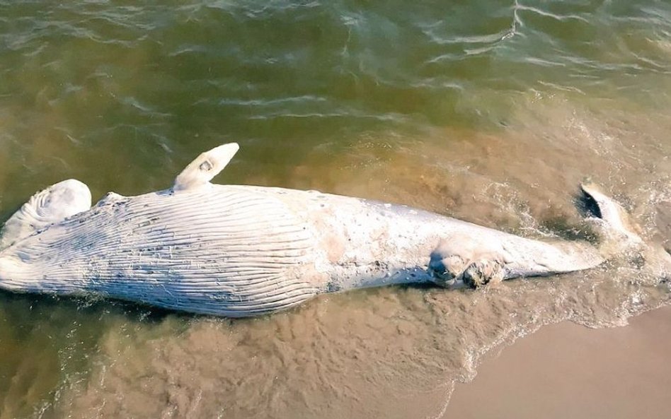 Martwy wieloryb na plaży Mierzei Wiślanej