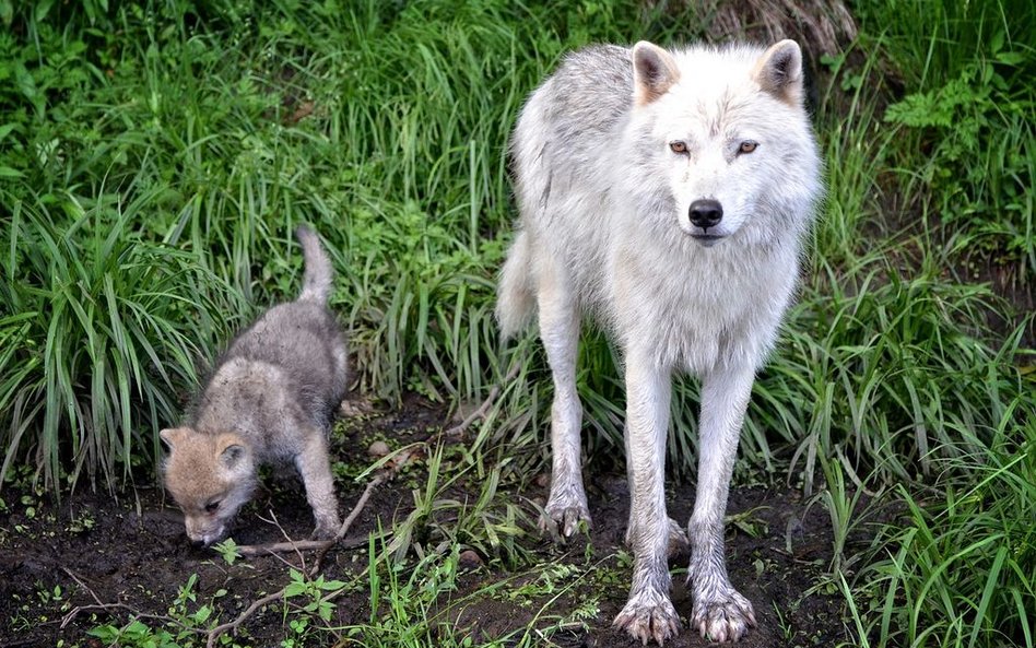 Nie tylko psy aportują. Potrafią to też szczeniaki wilków