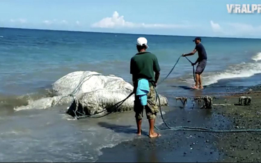 Filipiny: Tajemniczy morski stwór na plaży