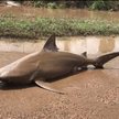 Australia: Na drodze pojawił się rekin