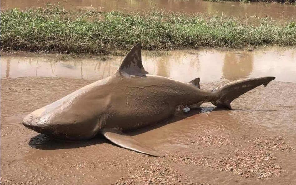 Australia: Na drodze pojawił się rekin