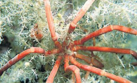 Czerwony pająk morski. To jeden z gatunków zagrożonych. Antarktyczne pająki morskie mogą mieć nawet 