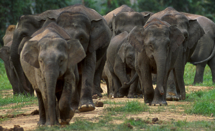 Trzy słonie zostały otrute w Malezji. Nie żyją