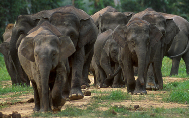 Trzy słonie zostały otrute w Malezji. Nie żyją