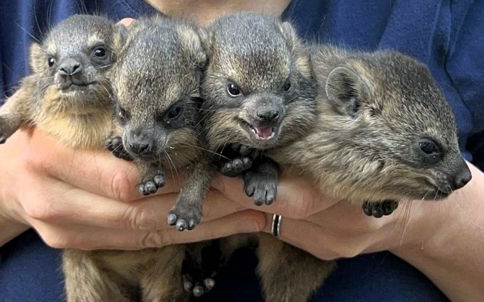 Latem w zoo w Warszawie urodziła się szóstka młodych góralków