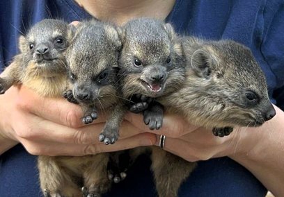 Latem w zoo w Warszawie urodziła się szóstka młodych góralków