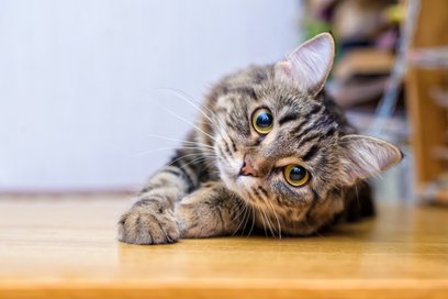 „Adoptuj kota – podaruj mu dom, a on podaruje Ci swoją wierność, czułość i mnóstwo mruczenia” – zach