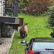 Niedźwiedź w centrum Zakopanego. Przeszukiwał śmietniki.