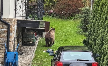 Niedźwiedź w centrum Zakopanego. Przeszukiwał śmietniki.