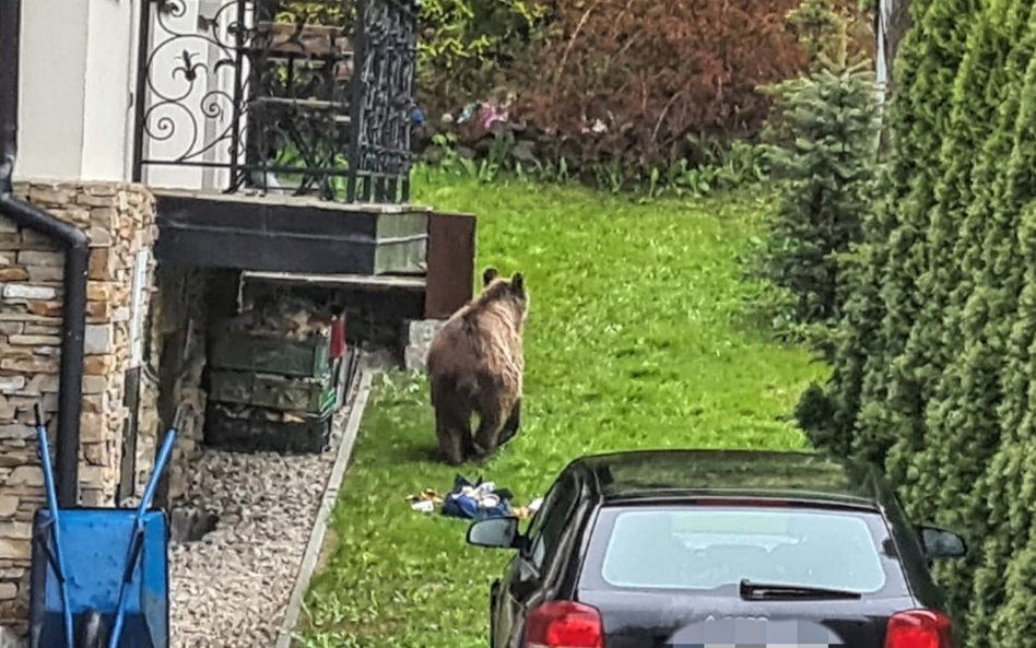 Niedźwiedź w centrum Zakopanego. Przeszukiwał śmietniki.