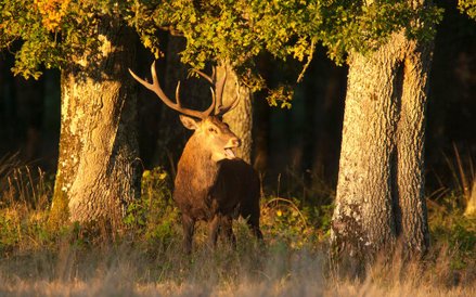 Zdjęcia do „Królestwa” kręcone na Podlasiu to ok. 10 proc. całego filmu.