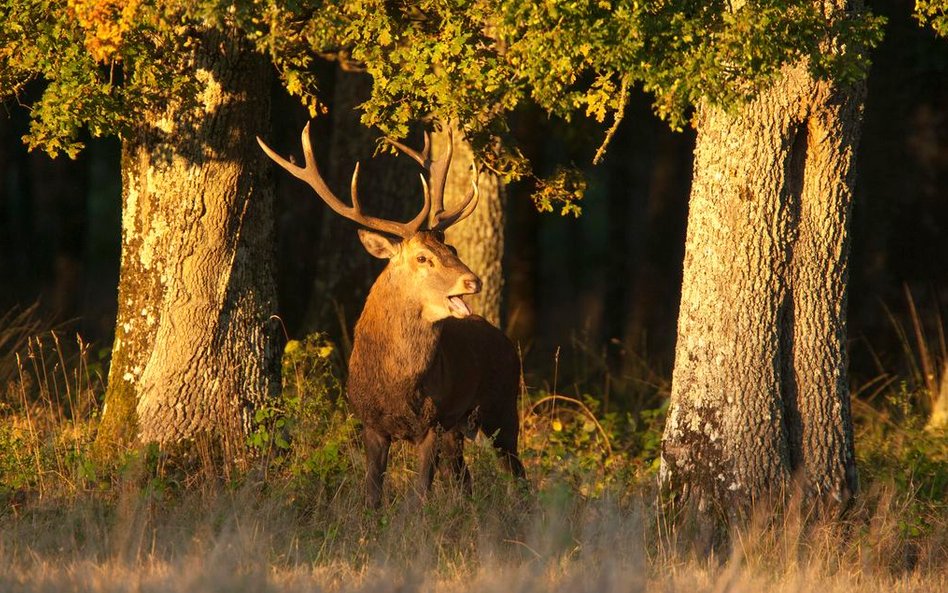 Zdjęcia do „Królestwa” kręcone na Podlasiu to ok. 10 proc. całego filmu.