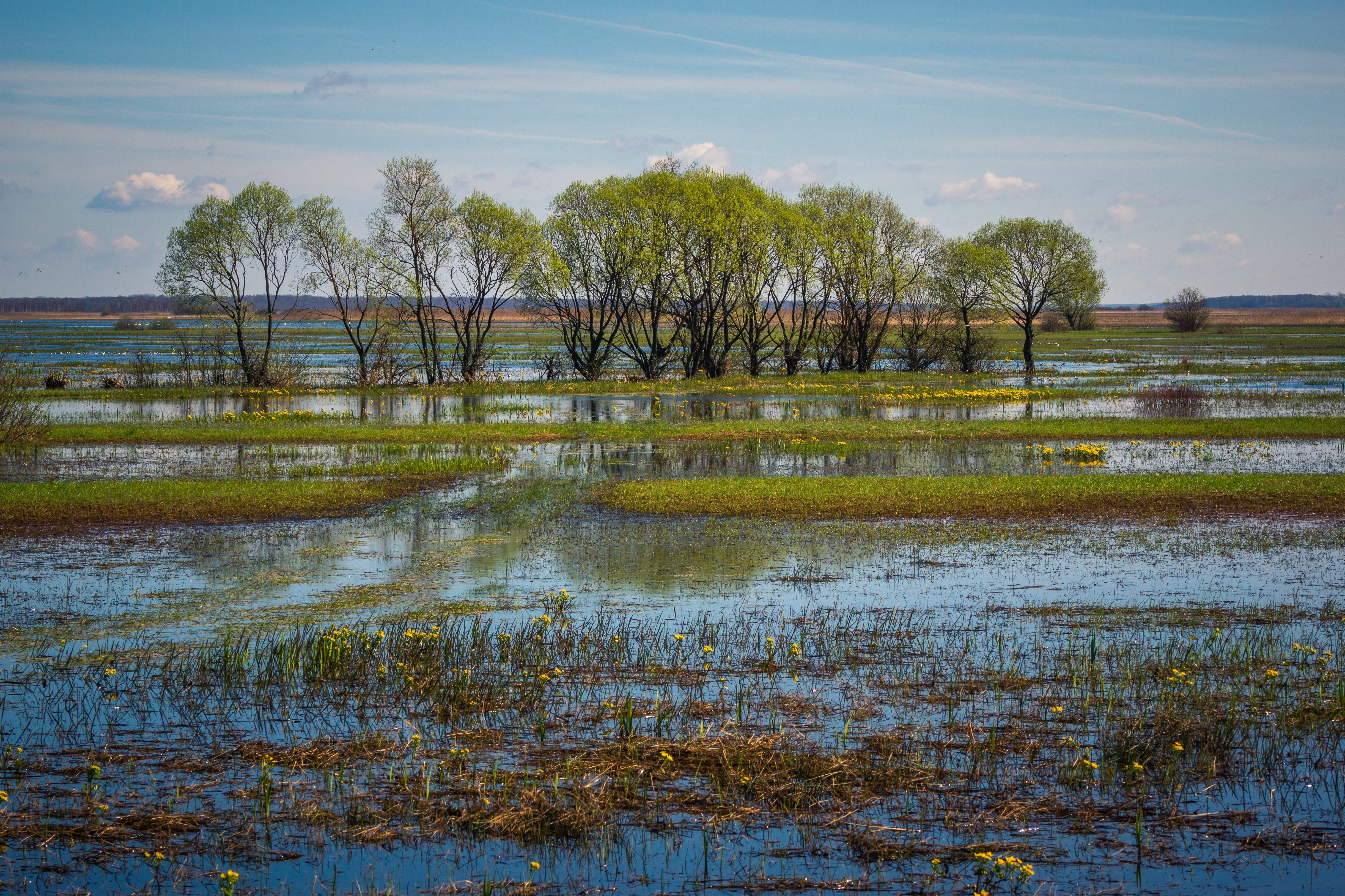 Prosta recepta na zmiany klimatu – i obronę wschodniej granicy Polski