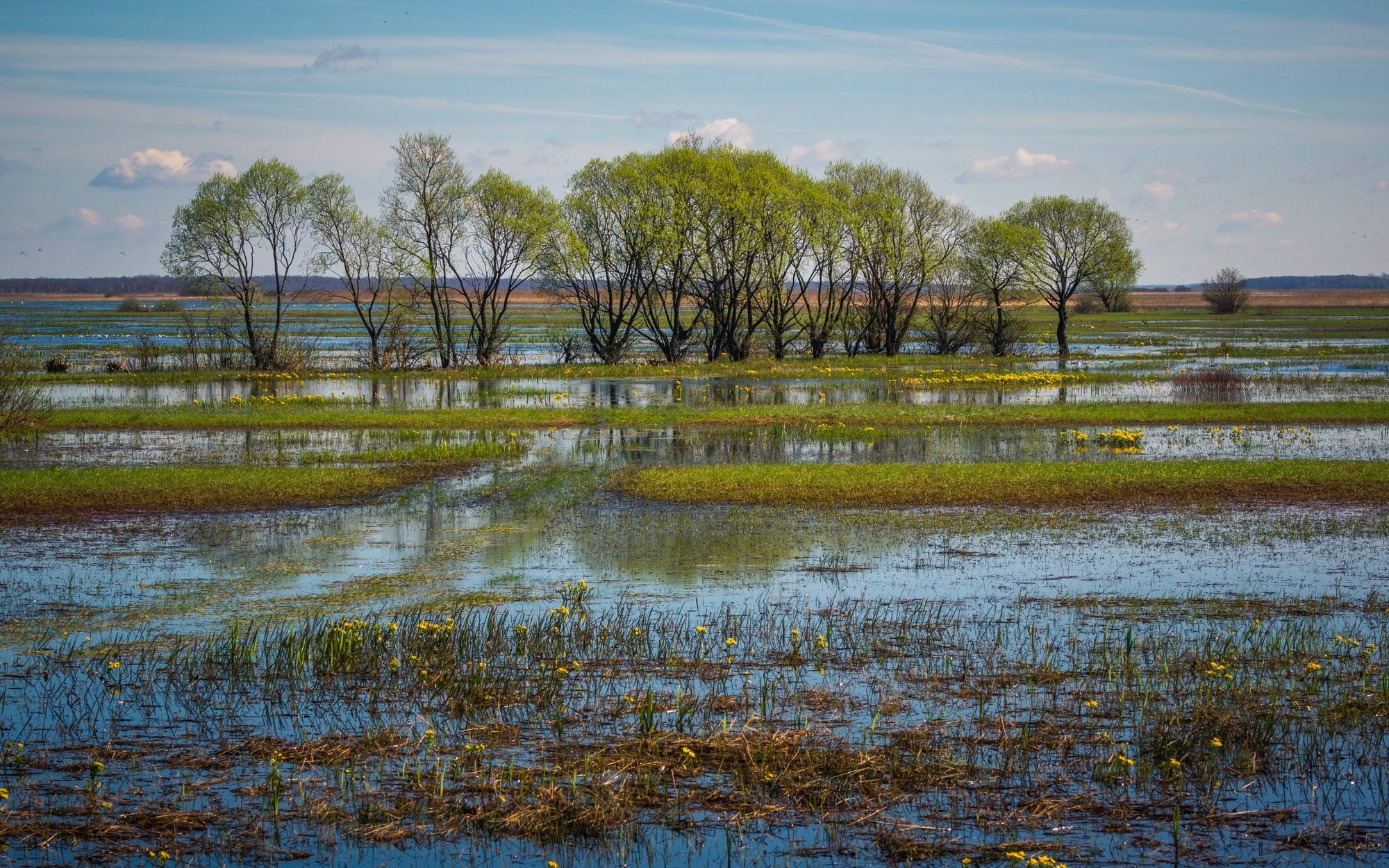 Prosta recepta na zmiany klimatu – i obronę wschodniej granicy Polski