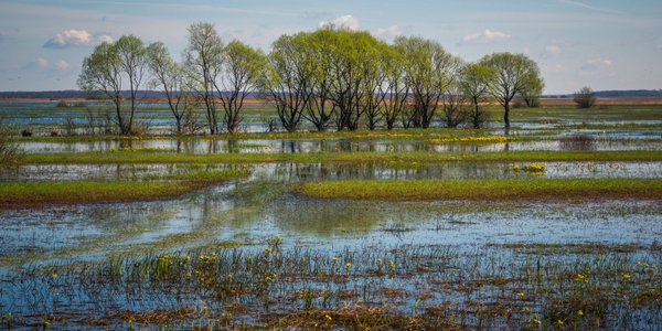 Prosta recepta na zmiany klimatu – i obronę wschodniej granicy Polski