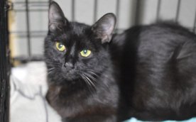 Barakuda – jedna z podopiecznych Schroniska na Paluchu